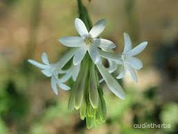 augmented_Polianthes tuberosa flower5_flipped_ud.jpeg